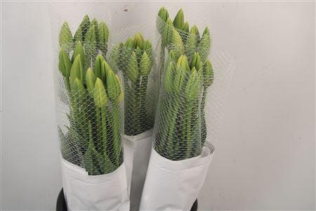 <h4>Tu Fr En Maureen</h4>