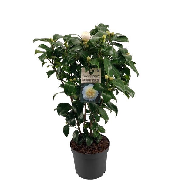 <h4>Camellia Japonica Brushfield's Yellow (wit) 15+ knop</h4>