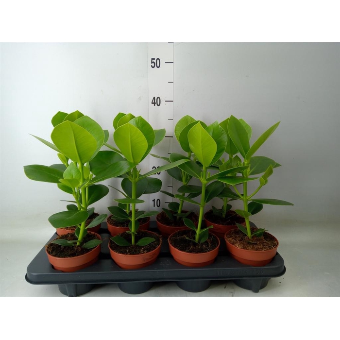 <h4>Clusia rosea 'Princess'</h4>