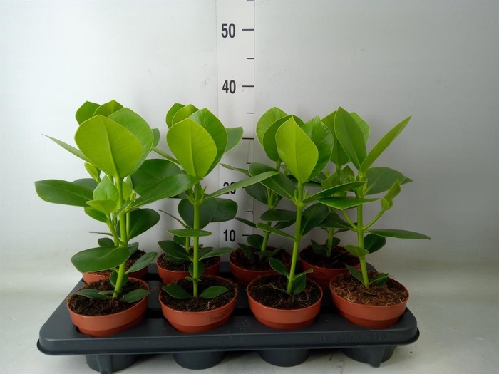 <h4>Clusia rosea 'Princess'</h4>