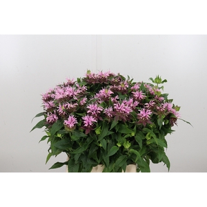 Monarda Beauty Cobha