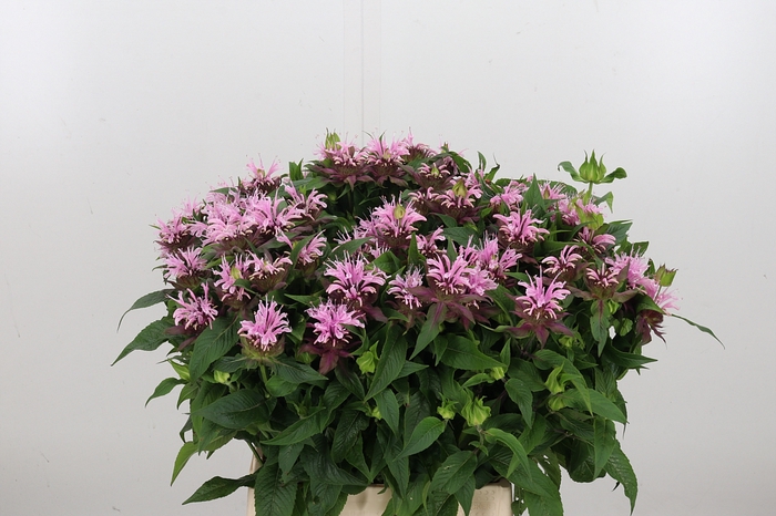 <h4>Monarda Beauty Cobha</h4>