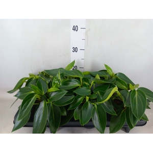 Peperomia