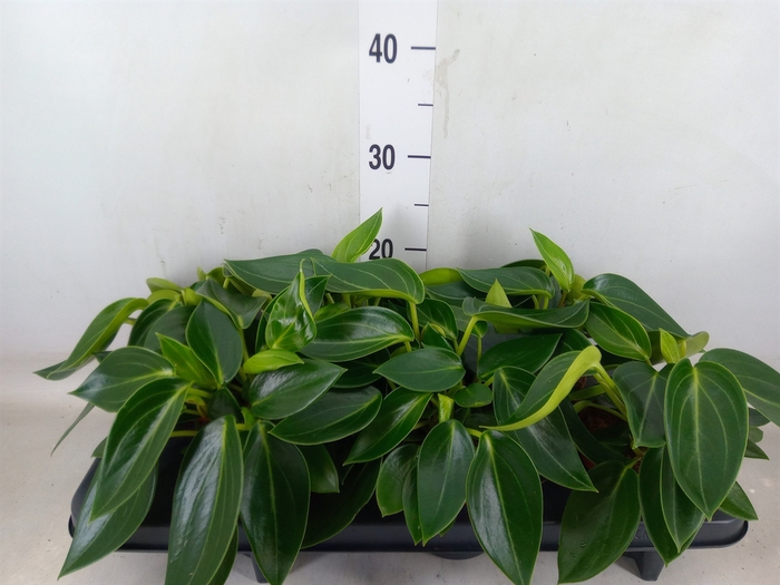 <h4>Peperomia</h4>