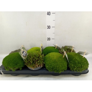 Vaste pltn   ...       [Perennials]