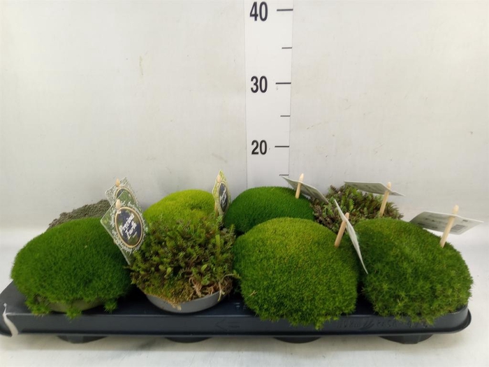 Vaste pltn   ...       [Perennials]