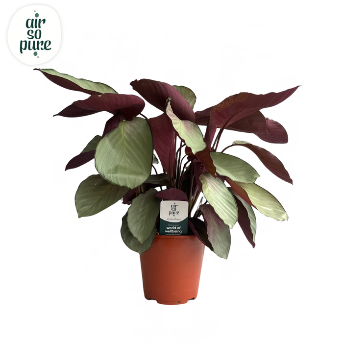 <h4>Calathea Silver Plate</h4>