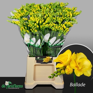 Freesia du Ballade