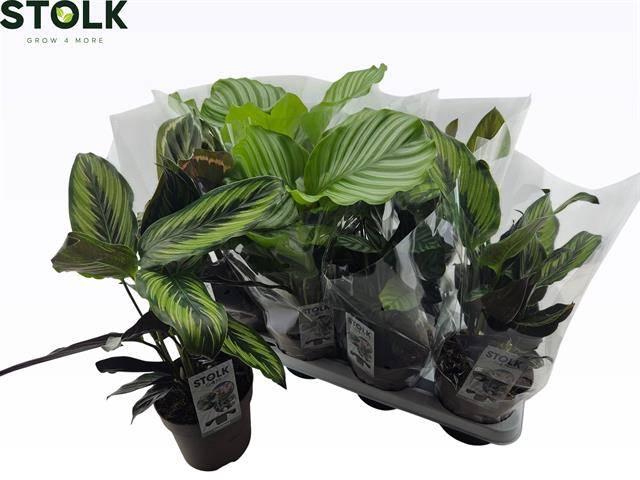 <h4>CALAT GEM 4 SRT</h4>