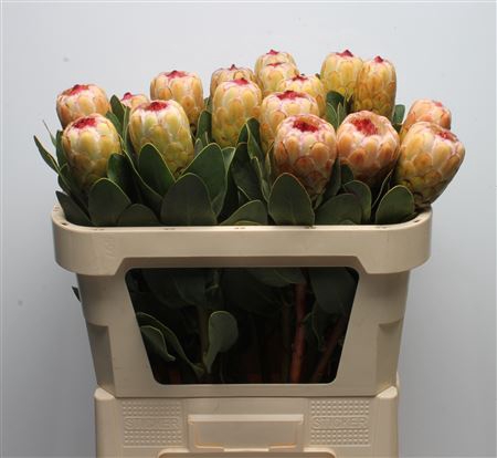 <h4>Protea Grandicolor</h4>