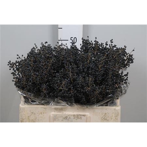 Ligustrum Ov Libelle Black