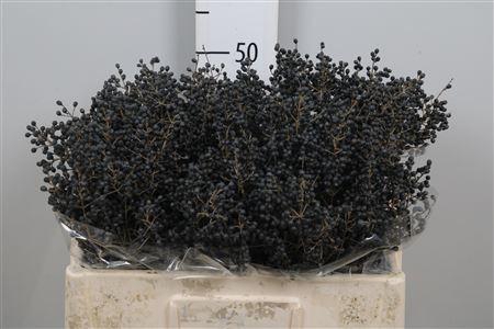 <h4>Ligustrum Ov Libelle Black</h4>