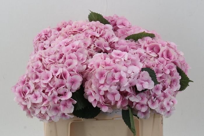 <h4>Hydr M My Vienna</h4>