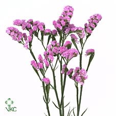 Limonium Sinuatum Pink Light