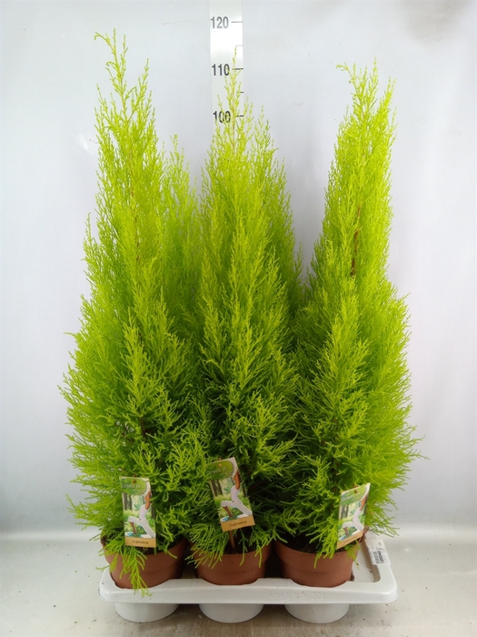 <h4>Cupressus macro. 'Goldcrest Wilma'</h4>