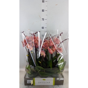 Phalaenopsis   ...orange