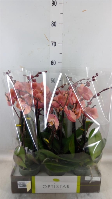 <h4>Phalaenopsis ...orange</h4>