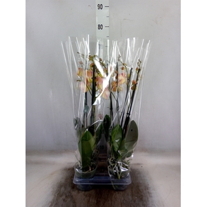 Phalaenopsis   ...rose