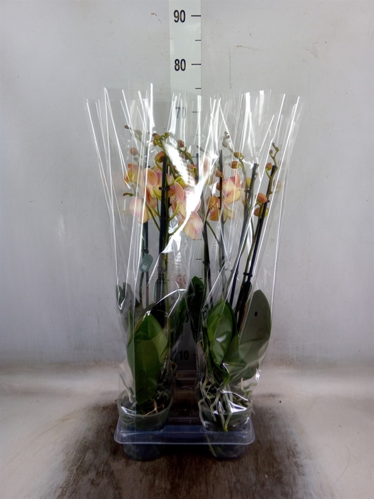 <h4>Phalaenopsis   ...rose</h4>