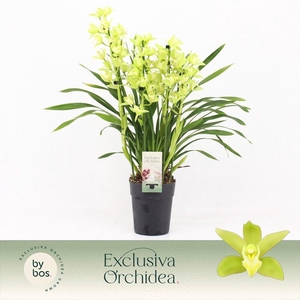 Cymbidium, Green Arrow 4-spike P14 'Exclusiva Orchidea'