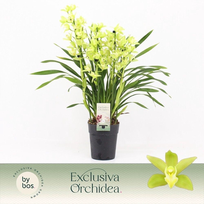 <h4>Cymbidium, Green Arrow 4-spike P14 'Exclusiva Orchidea'</h4>
