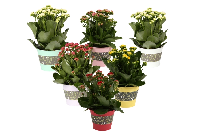 <h4>Kalan Gev Gemengd Zink Bloemen</h4>