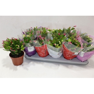 arr8 Schlumb Flame Gem