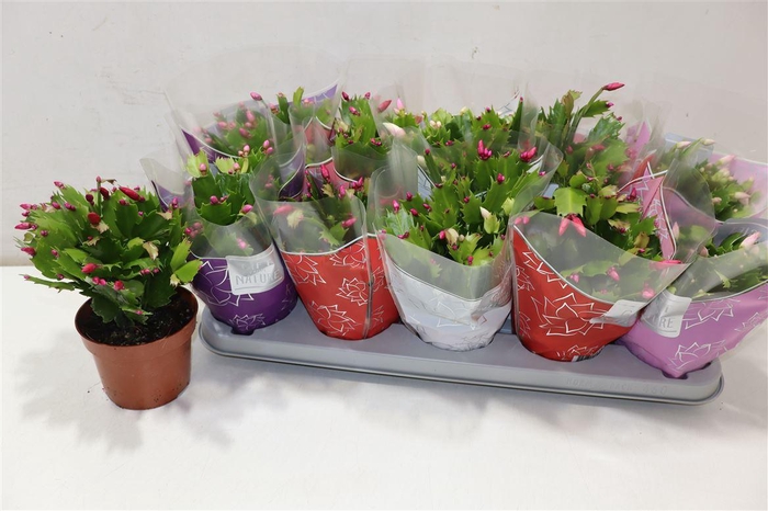 <h4>arr8 Schlumb Flame Gem</h4>