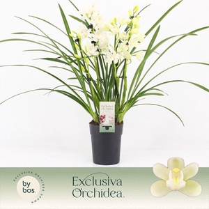Cymbidium, Ice Dance 4-spike P14 'Exclusiva Orchidea'