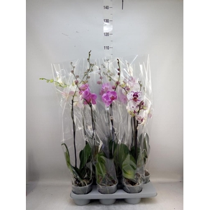 Phalaenopsis   ...mix