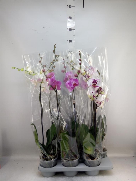 <h4>Phalaenopsis   ...mix</h4>
