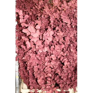 Euca Cinerea Klbh Metallic Bordeaux 200 Cm