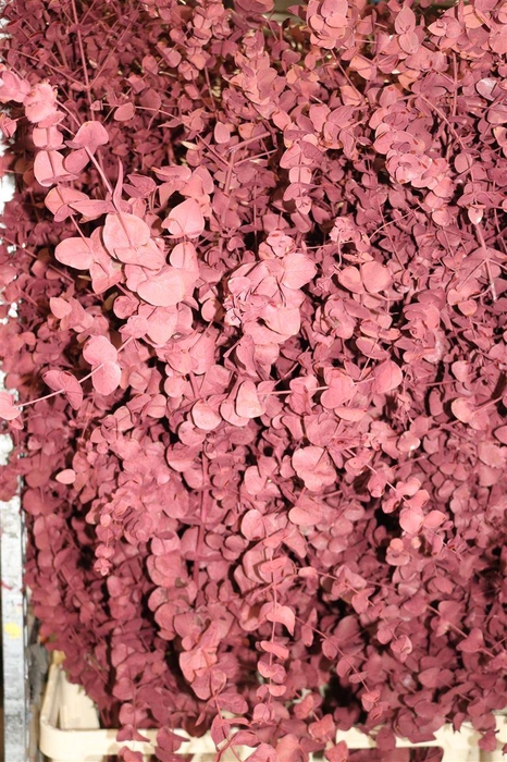 <h4>Euca Cinerea Klbh Metallic Bordeaux 200 Cm</h4>