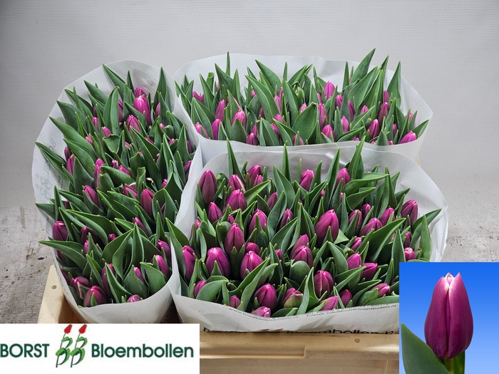 <h4>TU EN ANGELS SHARE</h4>