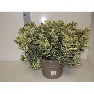 HEBE AND VARIEGATA