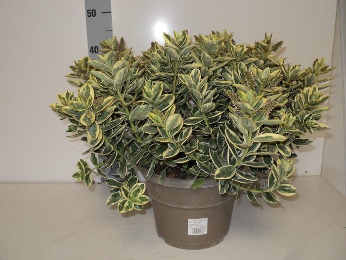 <h4>HEBE AND VARIEGATA</h4>