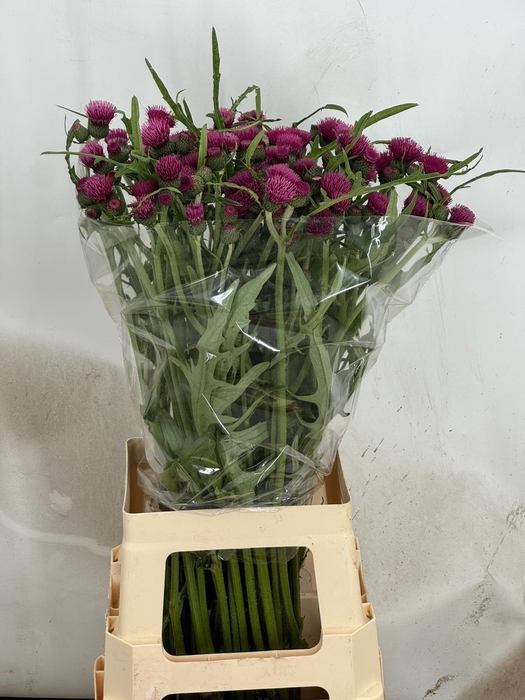 <h4>CIRS R ATROPURPUREUM</h4>