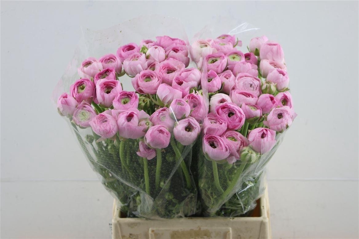 <h4>Ran El Marsmallow</h4>