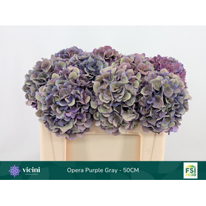 Hydr Opera Purple Gray 50 cm Vicini