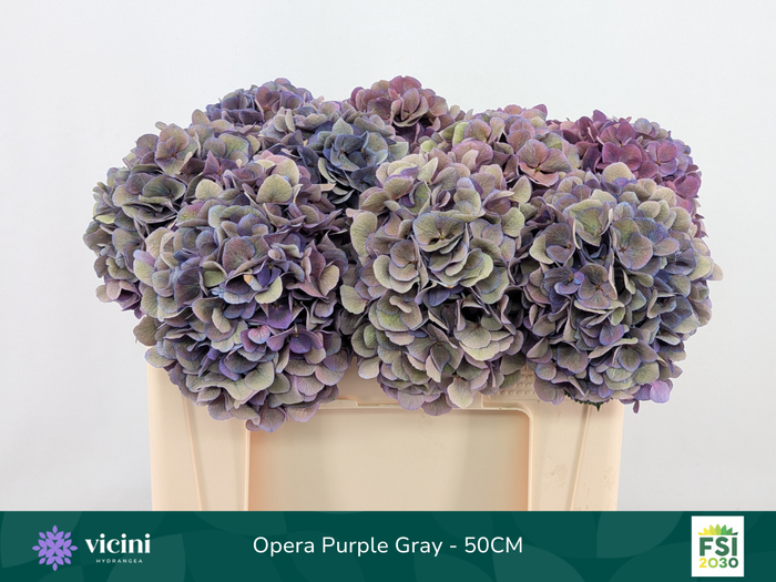 <h4>Hydr Opera Purple Gray 50 cm Vicini</h4>