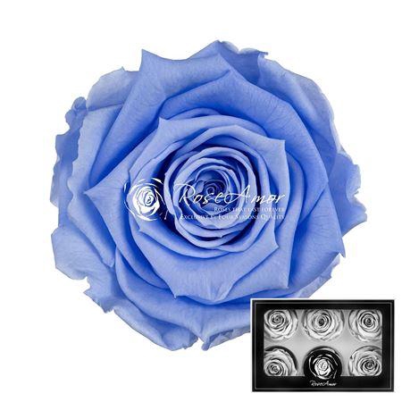 <h4>Lplus Vio89</h4>