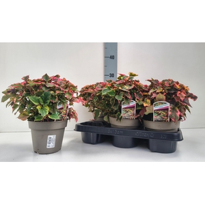 HOUT CO CHAMELEON