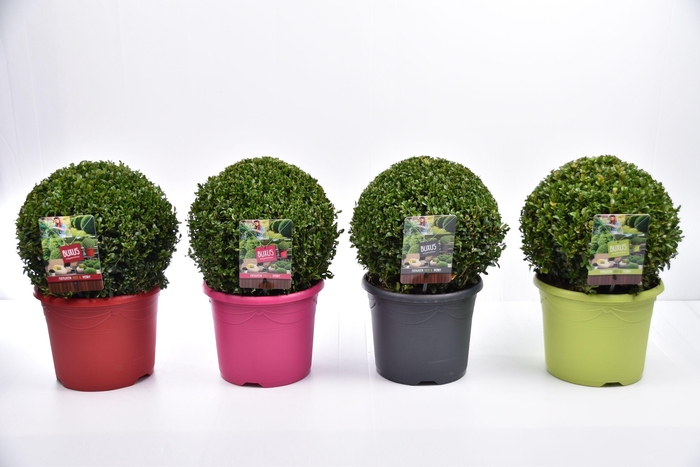 <h4>Buxus sempervirens  color pot Ø 30-35 cm</h4>