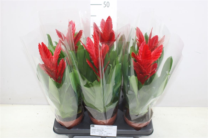 <h4>Vriesea Intenso Red</h4>