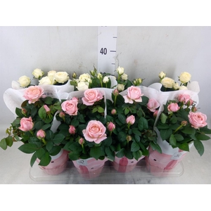 Rosa  'Infinity'   ...mix