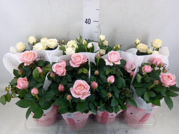<h4>Rosa  'Infinity'   ...mix</h4>