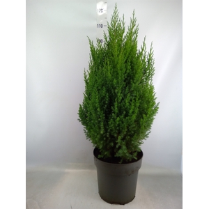 Juniperus chinensis 'Stricta'