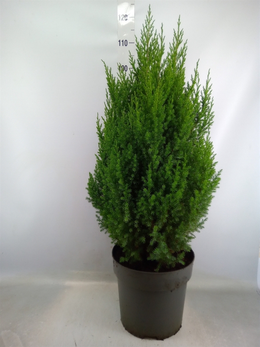 <h4>Juniperus chinensis 'Stricta'</h4>