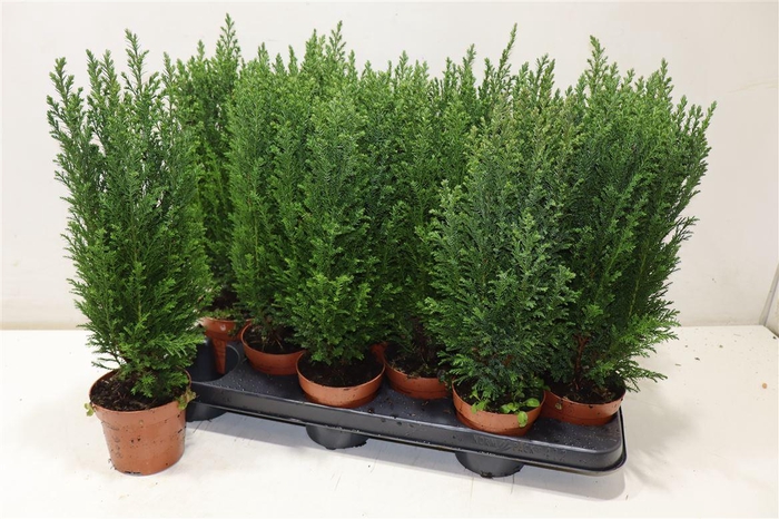 <h4>Cham L Ellwoodii</h4>