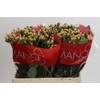Hypericum Mellow Romance